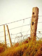 Rebirth of the Urban