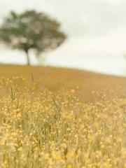 The Generalapos;s Hu