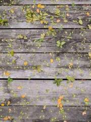 Reborn in 1989: Crea