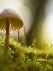 The young masterapos