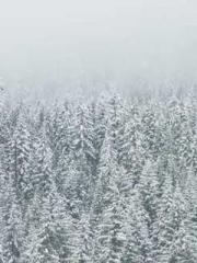 One Pregnancy, Two B