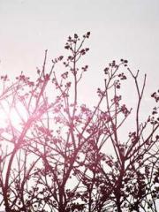 My Sweet Wife: The C