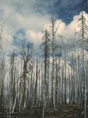 The Generalapos;s Hu